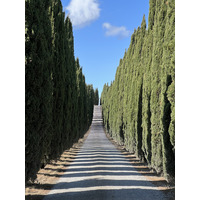 รูปถ่าย อิตาลี(Italy) ทัสคานี(Tuscany) 2021-09 26