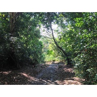 รูปถ่าย คอสตาริกา(Costa Rica) มานวยล์อันโตนีโอ(Manuel Antonio) 2015-03 93