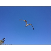 รูปถ่าย คอสตาริกา(Costa Rica) ปุนตาเรนัส(Puntarenas) 2015-03 75