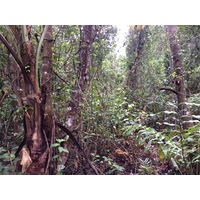 รูปถ่าย คอสตาริกา(Costa Rica) กาอุยตา(Cahuita) 2015-03 52