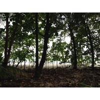รูปถ่าย คอสตาริกา(Costa Rica) กาอุยตา(Cahuita) 2015-03 9