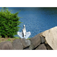 รูปถ่าย ญี่ปุ่น(Japan) โตเกียว(Tokyo) พระราชวังหลวง(Imperial Palace) 2010-06 2