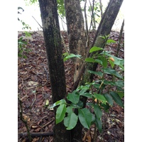 รูปถ่าย คอสตาริกา(Costa Rica) กาอุยตา(Cahuita) 2015-03 235