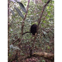 รูปถ่าย คอสตาริกา(Costa Rica) กาอุยตา(Cahuita) 2015-03 251