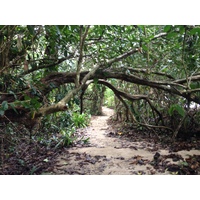 รูปถ่าย คอสตาริกา(Costa Rica) กาอุยตา(Cahuita) 2015-03 264