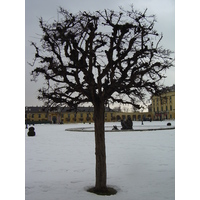 รูปถ่าย ออสเตรีย(Austria) เวียนนา(Vienna) 2005-03 3