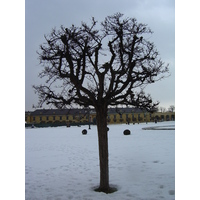 รูปถ่าย ออสเตรีย(Austria) เวียนนา(Vienna) 2005-03 7