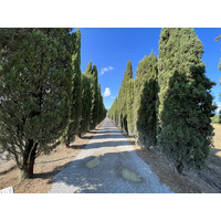 รูปถ่าย อิตาลี(Italy) ทัสคานี(Tuscany) 2021-09 17