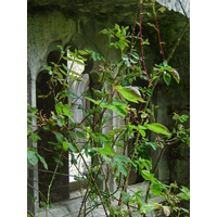 รูปถ่าย ไอร์แลนด์(Ireland) เคาน์ตีลิเมอริก(Limerick County) อาแดร์(Adare) 2004-05 8
