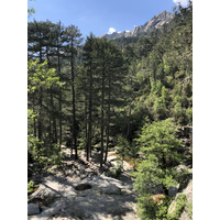 รูปถ่าย ฝรั่งเศส(France) คอร์สิคา(Corsica) ป่าไอโตเน(Aitone Forest) 2021-06 15