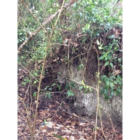 รูปถ่าย คอสตาริกา(Costa Rica) กาอุยตา(Cahuita) 2015-03 50