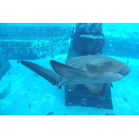 รูปถ่าย สหรัฐอาหรับเอมิเรตส์(United Arab Emirates) ดูไบ(Dubai) โรงแรมแอตแลนติส(Atlantis Hotel) 2014-02 12