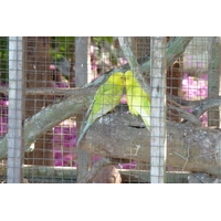 รูปถ่าย ไทย(Thailand) เชียงใหม่(Chiang Mai) ฟาร์มงูแม่สา(Mae Sa Snake Farm) 2010-12 35