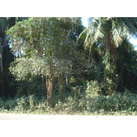 รูปถ่าย ไทย(Thailand) พิษณุโลก(Phitsanulok) 2008-01 52