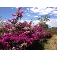 รูปถ่าย ปานามา(Panama) โบเกเต(Boquete) 2015-03 44