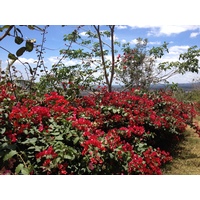 รูปถ่าย ปานามา(Panama) โบเกเต(Boquete) 2015-03 113