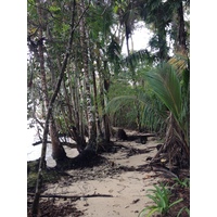 รูปถ่าย คอสตาริกา(Costa Rica) กาอุยตา(Cahuita) 2015-03 12