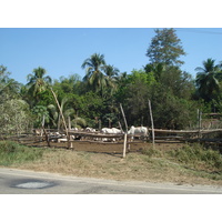 รูปถ่าย ไทย(Thailand) พิษณุโลก(Phitsanulok) 2008-01 34