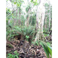 รูปถ่าย คอสตาริกา(Costa Rica) กาอุยตา(Cahuita) 2015-03 223