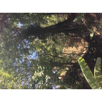 รูปถ่าย ปานามา(Panama) โบเกเต(Boquete) 2015-03 69