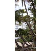 รูปถ่าย คอสตาริกา(Costa Rica) มอนเตซูมา(Montezuma) 2015-03 118