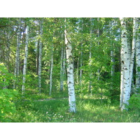 รูปถ่าย สวีเดน(Sweden) ถนนจากซิกทูนาไปอุปซอลา(Sigtuna to Uppsala road) 2005-06 5