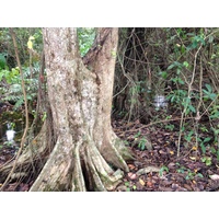 รูปถ่าย คอสตาริกา(Costa Rica) กาอุยตา(Cahuita) 2015-03 268