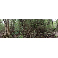 รูปถ่าย คอสตาริกา(Costa Rica) กาอุยตา(Cahuita) 2015-03 263