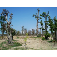 รูปถ่าย ไทย(Thailand) จอมเทียน(Jomtien) 2007-02 21