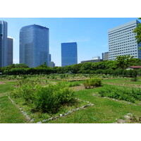 รูปถ่าย ญี่ปุ่น(Japan) โตเกียว(Tokyo) สวนฮามะริคิว(Hama rikyu Gardens) 2010-06 39
