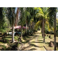รูปถ่าย คอสตาริกา(Costa Rica) อูบีตา(Uvita) 2015-03 80