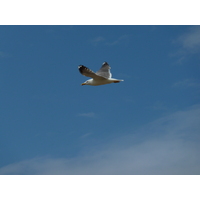 รูปถ่าย ฝรั่งเศส(France) เกาะดีเยอ(Ile d'yeu) 2009-07 108