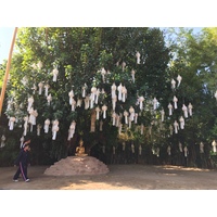 รูปถ่าย ไทย(Thailand) เชียงใหม่(Chiang Mai) 2014-12 51