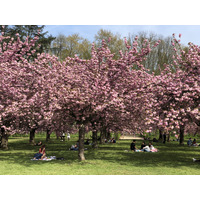 รูปถ่าย ฝรั่งเศส(France) สวนโซ(Parc de Sceaux) 2019-04 64