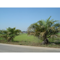 รูปถ่าย ไทย(Thailand) พิษณุโลก(Phitsanulok) 2008-01 2