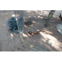 รูปถ่าย ไทย(Thailand) เชียงใหม่(Chiang Mai) ฟาร์มงูแม่สา(Mae Sa Snake Farm) 2010-12 71