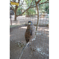 รูปถ่าย ไทย(Thailand) เชียงใหม่(Chiang Mai) ฟาร์มงูแม่สา(Mae Sa Snake Farm) 2010-12 67