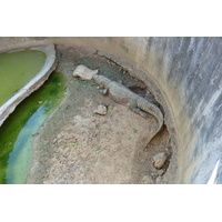 รูปถ่าย ไทย(Thailand) เชียงใหม่(Chiang Mai) ฟาร์มงูแม่สา(Mae Sa Snake Farm) 2010-12 49