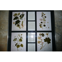 รูปถ่าย ฝรั่งเศส(France) ตาราสกง(Tarascon) ปราสาทตาราสกง(Tarascon Castle) 2008-04 11