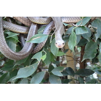 รูปถ่าย ไทย(Thailand) เชียงใหม่(Chiang Mai) ฟาร์มงูแม่สา(Mae Sa Snake Farm) 2010-12 72