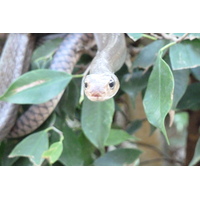 รูปถ่าย ไทย(Thailand) เชียงใหม่(Chiang Mai) ฟาร์มงูแม่สา(Mae Sa Snake Farm) 2010-12 66