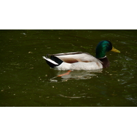 รูปถ่าย ฝรั่งเศส(France) ปารีส(Paris) สวนมงโซ(Monceau Garden) 2007-06 13
