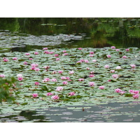 รูปถ่าย ญี่ปุ่น(Japan) เกียวโต(Kyoto) วัดเรียวอันจิ(Ryoanji Temple) 2010-06 81
