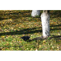รูปถ่าย ยูเครน(Ukraine) เคียฟ(Kiev) อารามถ้ำเคียฟ-เปเชียร์สก์(Pechersk Lavra) 2007-11 75
