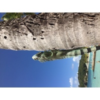 รูปถ่าย กวาเดอลูป(Guadeloupe) หาดลาการาแวล(La Caravelle Beach) 2021-02 116