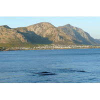 รูปถ่าย แอฟริกาใต้(South Africa) เฮอร์มานัส(Harmanus) 2008-09 169