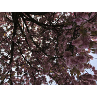 รูปถ่าย ฝรั่งเศส(France) สวนโซ(Parc de Sceaux) 2019-04 21