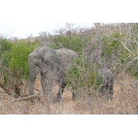 รูปถ่าย แอฟริกาใต้(South Africa) อุทยานแห่งชาติครูเกอร์(Kruger National Park) 2008-09 68