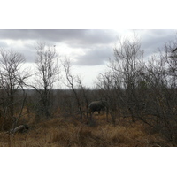รูปถ่าย แอฟริกาใต้(South Africa) อุทยานแห่งชาติครูเกอร์(Kruger National Park) 2008-09 115