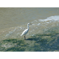 รูปถ่าย ฝรั่งเศส(France) นีวร์มูทีเย(Noirmoutier) 2010-07 18